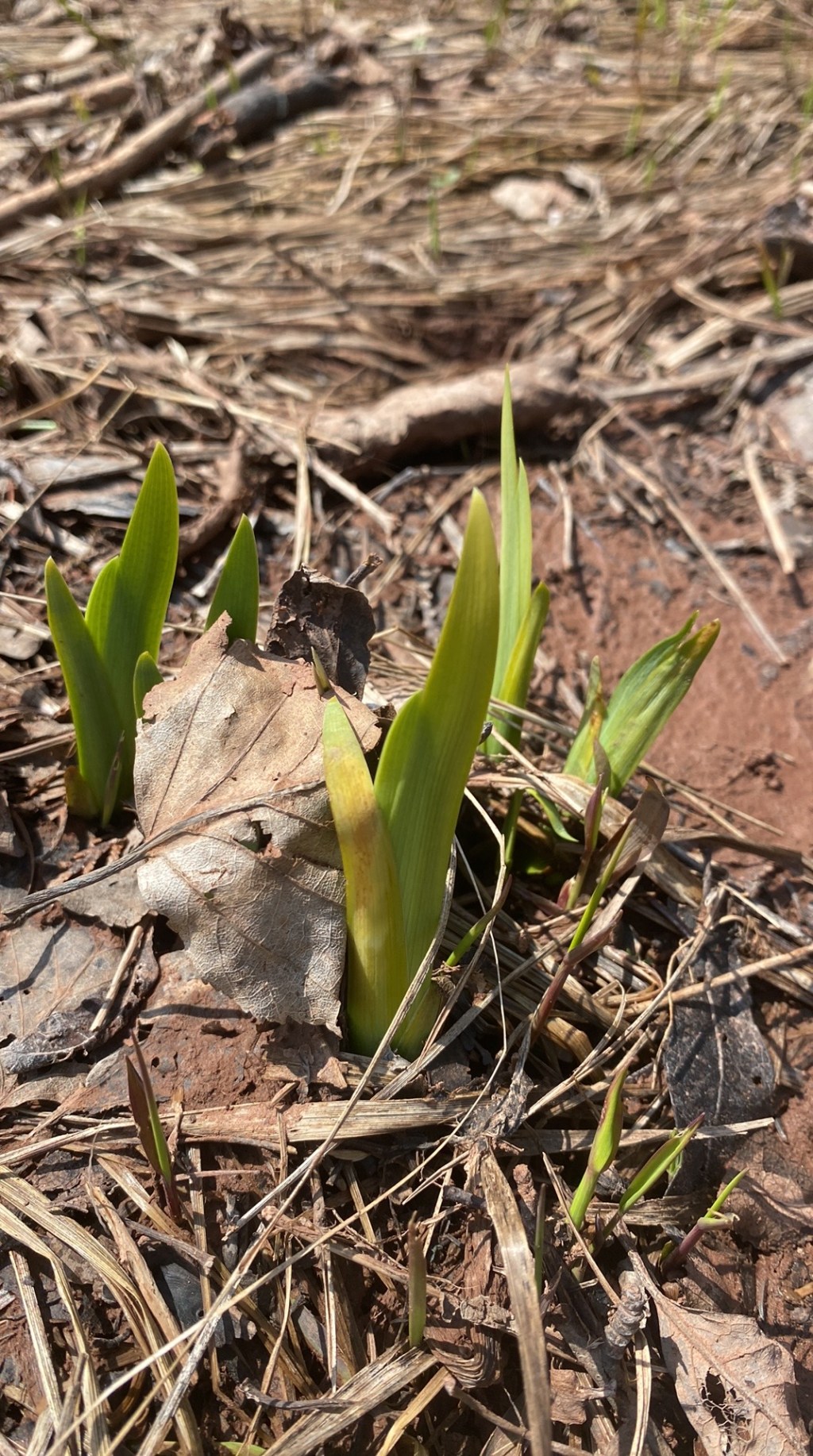 le foin d’odeur point