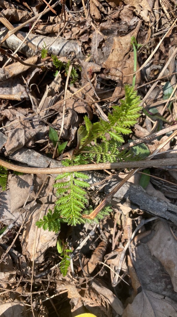 Début mai et le foin d'odeur est en fête.